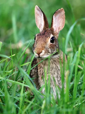 Cottontail Rabbitin Grass.jpg Wallpaper