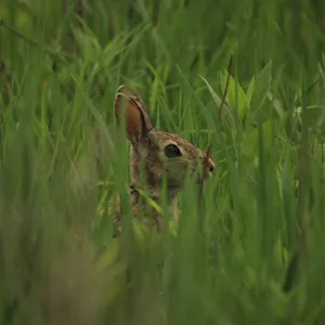 Cottontail Rabbitin Grass.jpg Wallpaper
