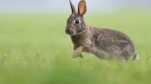 Cottontail Rabbitin Grass.jpg Wallpaper