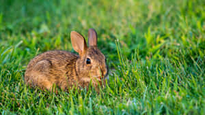 Cottontail Rabbitin Grass.jpg Wallpaper