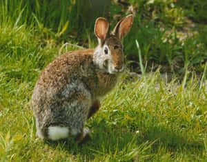 Cottontail Rabbitin Grass.jpg Wallpaper