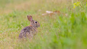 Cottontail Rabbitin Grassy Field Wallpaper