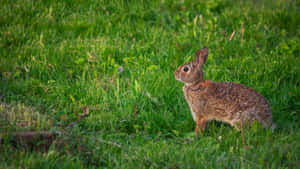 Cottontail Rabbitin Grassy Field Wallpaper