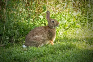 Cottontail Rabbitin Grassy Field.jpg Wallpaper