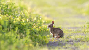 Cottontail Rabbitin Meadow Wallpaper