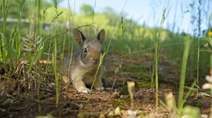 Cottontail Rabbitin Natural Habitat.jpg Wallpaper