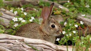 Cottontail Rabbitin Nature Wallpaper