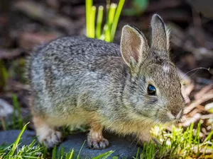 Cottontail Rabbitin Nature.jpg Wallpaper