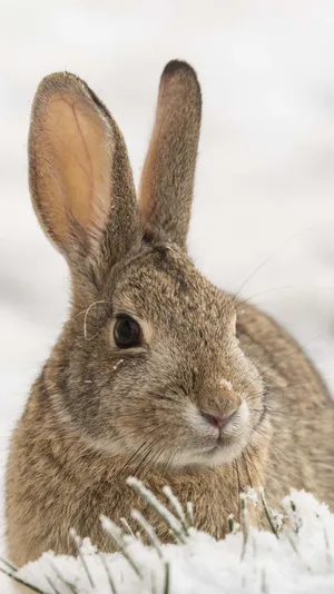 Cottontail Rabbitin Snow.jpg Wallpaper