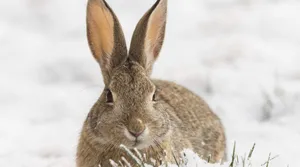 Cottontail Rabbitin Snow Wallpaper