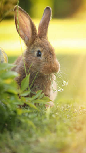 Cottontail Rabbitin Sunlight Wallpaper