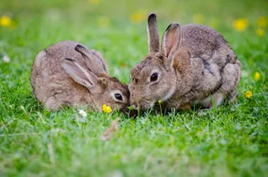 Cottontail Rabbits Close Encounter Wallpaper
