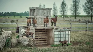 Country Farm Baby Goats Wallpaper