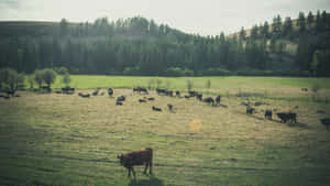 Country Farm Grazing Cattle Wallpaper