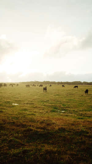 Country Farm Grazing Cattle Wallpaper