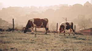 Country Farm Grazing Cows Wallpaper