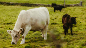 Country Farm Grazing Cows Wallpaper