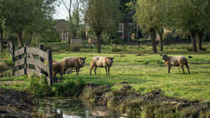 Country Farm Grazing Cows Wallpaper