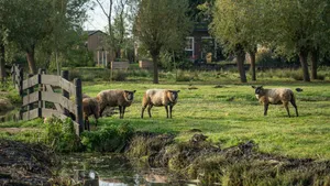 Country Farm Grazing Cows Wallpaper