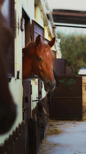 Country Farm Horse Stable Wallpaper