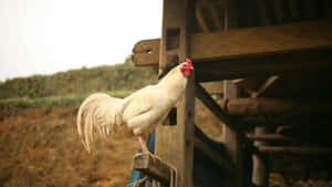 Country Farm Rooster Wallpaper