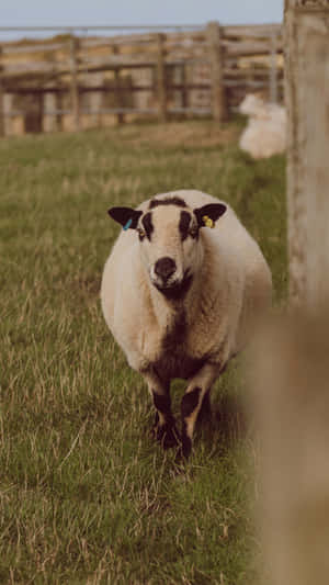 Country Farm Sheep Grazing Wallpaper