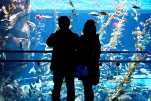 Couple Admiring Aquarium Life Wallpaper