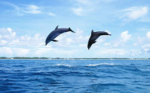 Couple Dolphins Leaping Wallpaper
