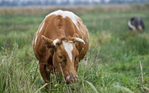 Cow Animal Eating Grasses On A Farm Wallpaper