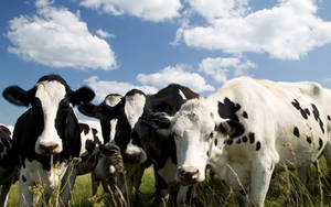 Cow Herd In Black And White Wallpaper