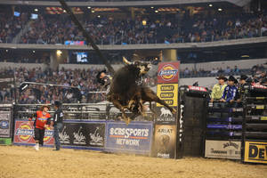 Cowboy Riding High On The Back Of A Bull Wallpaper