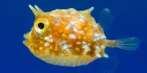 Cowfish Swimming Blue Water.jpg Wallpaper
