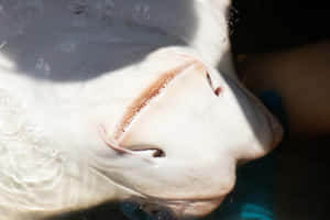 Cownose Ray Closeup Wallpaper