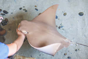 Cownose Ray Interactionwith Human Wallpaper