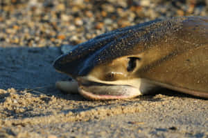 Cownose Ray On Sand Wallpaper