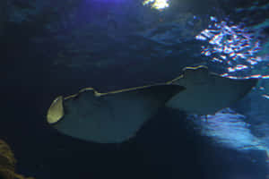 Cownose Ray Pair Swimming Wallpaper