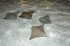 Cownose Ray School Swimming Wallpaper