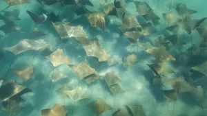 Cownose Ray School Underwater Wallpaper