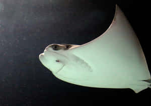 Cownose Ray Swimming Wallpaper