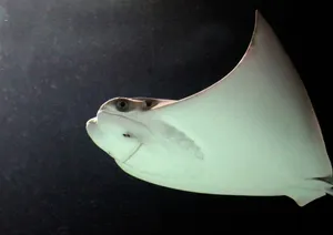 Cownose Ray Swimming Wallpaper