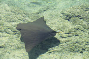 Cownose Ray Swimming Over Sandy Bottom Wallpaper