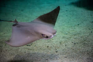 Cownose Ray Swimming Underwater.jpg Wallpaper