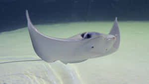 Cownose Ray Swimming Underwater.jpg Wallpaper