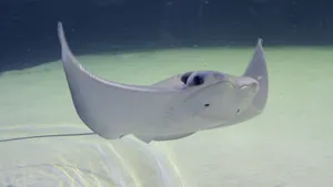 Cownose Ray Swimming Underwater.jpg Wallpaper