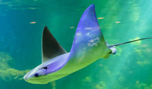 Cownose Ray Swimming Underwater.jpg Wallpaper