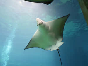 Cownose Ray Underwater Swimming Wallpaper