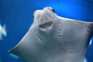 Cownose Ray Up Close Wallpaper