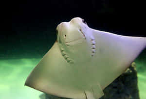 Cownose Ray Up Close Wallpaper