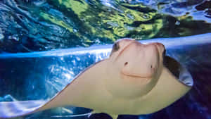 Cownose Ray Up Close Wallpaper