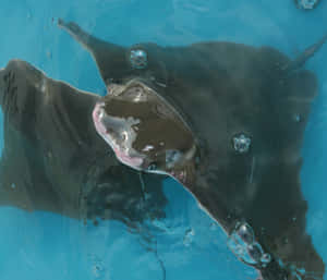 Cownose Ray Up Close.jpg Wallpaper